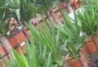Marrabelplant-nursery-10.jpg; ?>