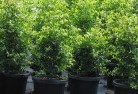 Marrabelplant-nursery-24.jpg; ?>
