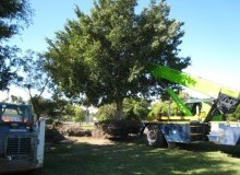 Kwikfynd Tree Management Services
marrabel