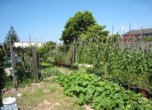 Kwikfynd Vegetable Gardens
marrabel